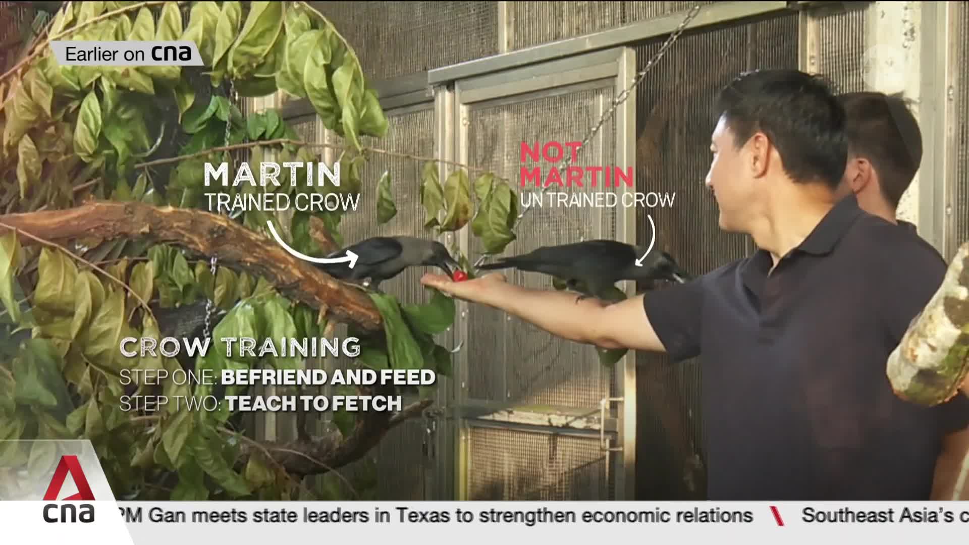 A man offers a red berry to a crow perched on his outstretched hand. Another crow, perched on a branch, also pecks at a berry.