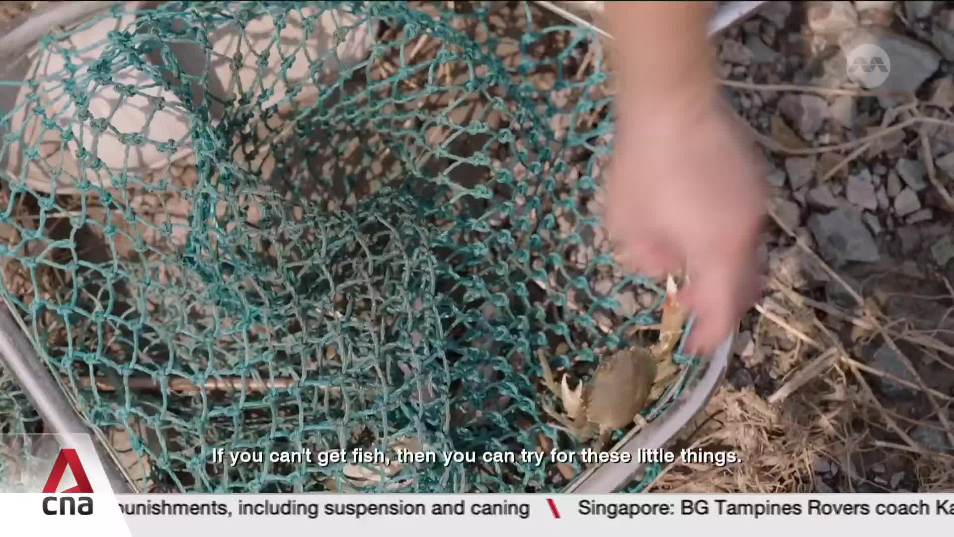 A hand reaches into a net, guiding a small crab. The crab, with its claws raised, is caught in the mesh.
