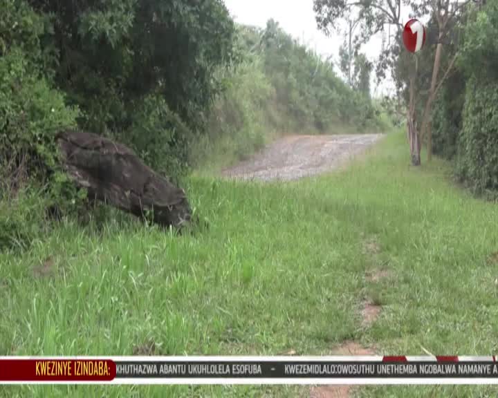 A large, dark log lies on its side in the tall grass beside a gravel road. Trees and dense foliage line the path ahead, obscuring what's further down.