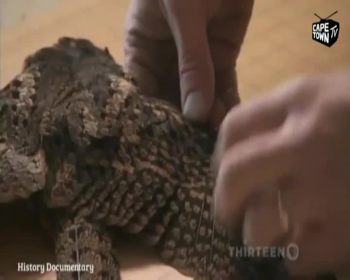 A person's hands carefully work on the textured back of a reptile, likely a monitor lizard, as seen on Cape Town TV's history documentary. The creature's scales are a mix of dark and light browns, and the hands appear to be stitching something.
