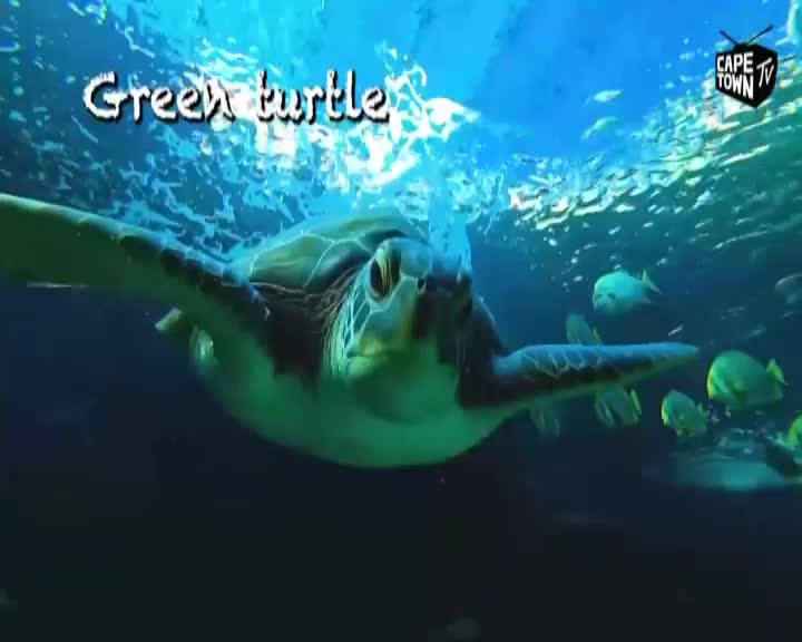 A green turtle glides through the water, its flippers propelling it forward as it swims towards the viewer. Cape Town TV's logo sits in the corner of the screen, showing the creature in its natural habitat.
