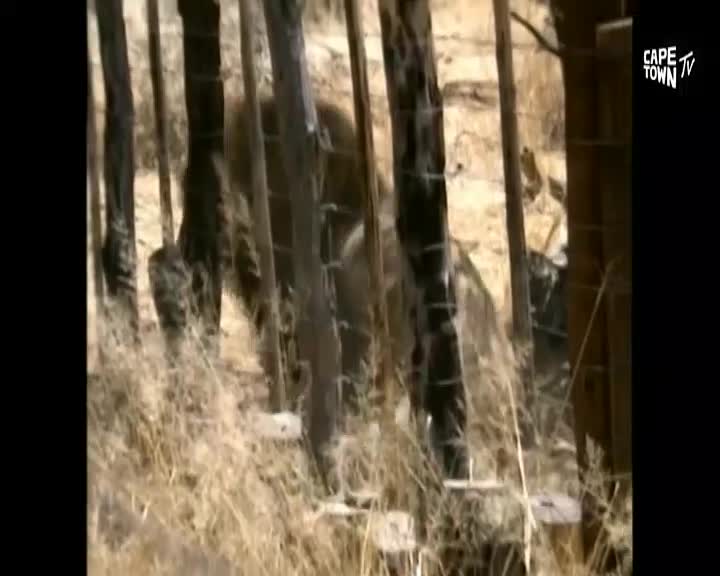 A lion moves through dry grass behind a fence. The Cape Town TV logo is visible in the upper right corner.