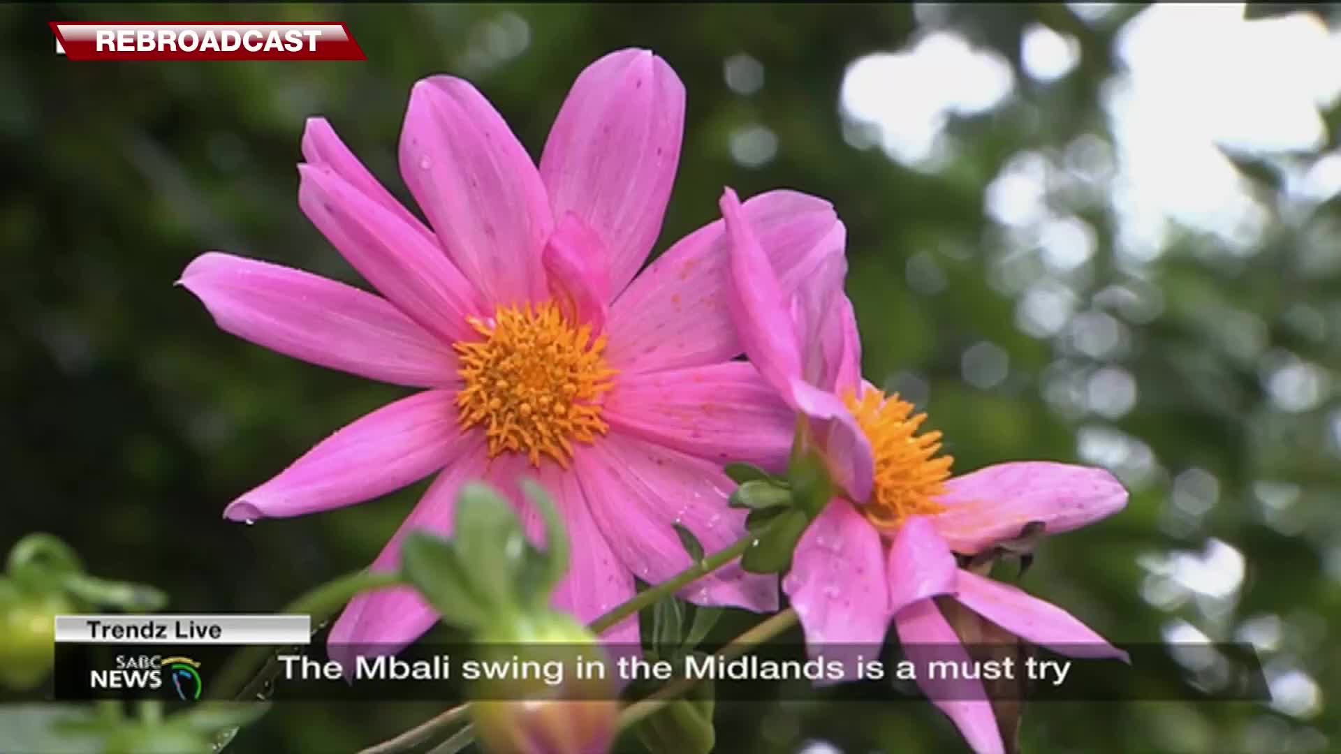 Two bright pink flowers, their petals tinged with yellow at the centers, sway gently. A SABC News graphic indicates a "Mbali swing in the Midlands" is a recommended experience. Two bright pink flowers, their petals tinged with yellow at the centers, sway gently. A SABC News graphic indicates a "Mbali swing in the Midlands" is a recommended experience.