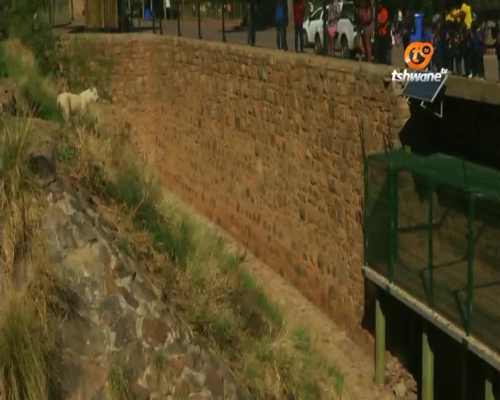 A pale animal, perhaps a lion, walks along the grassy slope, seemingly unfazed by the crowd on the wall above. Tshwane TV's logo sits in the corner, broadcasting the scene from South Africa.
