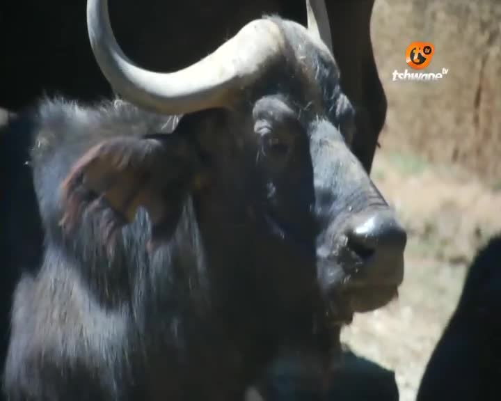 A large buffalo, its horns curved and pale, is the focus on Tshwane TV. The animal's dark muzzle and eye are close, and it seems to be looking directly at us.

