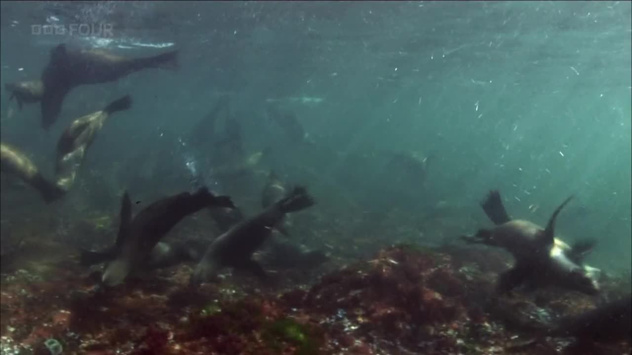 Underwater, a group of seals glide through the water, their dark bodies contrasting with the murky depths. They move with a graceful ease, their flippers propelling them through the sea.
