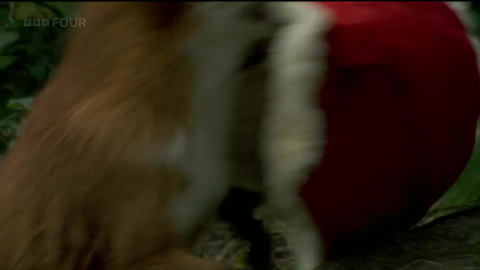 A fox with ginger fur and white markings scrambles past a large, red object. The BBC Four logo is visible in the top left corner.