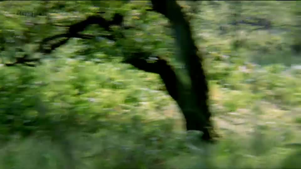 A dark tree trunk whips past, its branches a silhouette against the blurred green of the countryside. This footage, likely from a BBC Four documentary about the UK, captures the fleeting impression of motion.