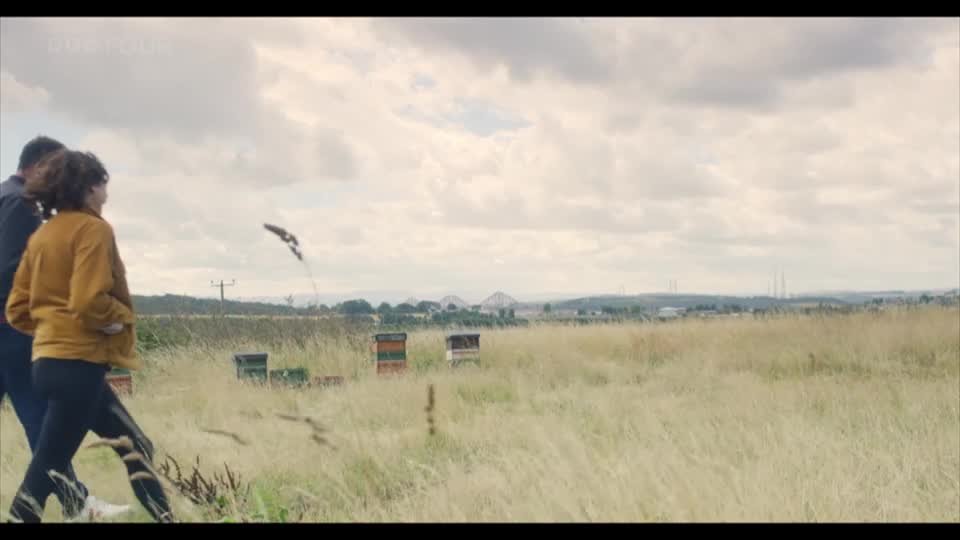 Two people walk through a field of tall grass towards a line of beehives. In the distance, a bridge spans the Firth of Forth, a familiar sight on BBC Four documentaries.