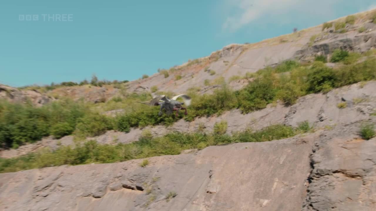 A large bird with white and grey wings swoops across the rocky hillside. It's gliding low, just above the green bushes.
