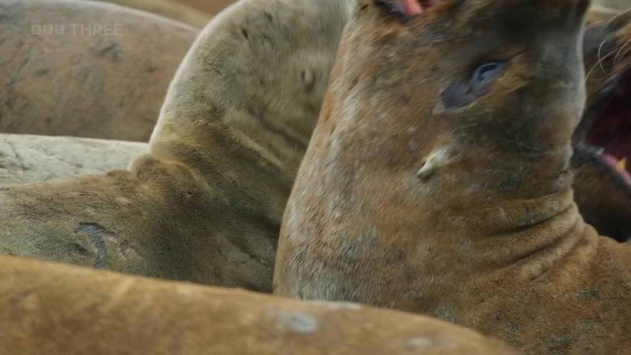 A sea lion with a scarred face opens its mouth wide, revealing its teeth. Another one, with a pale eye, is close by, its head turned toward the other.
