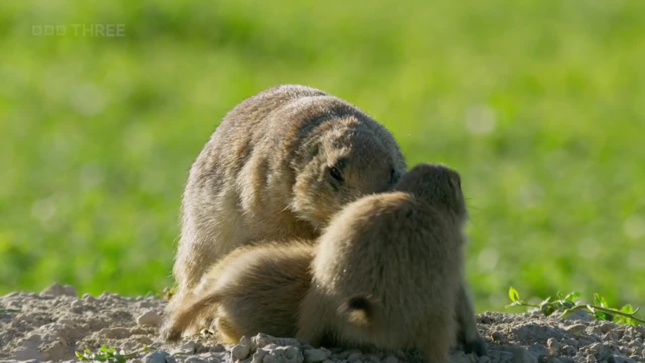 Three prairie dogs huddle together on a small mound of dirt. The largest one is bent over the other two, seemingly grooming them.
