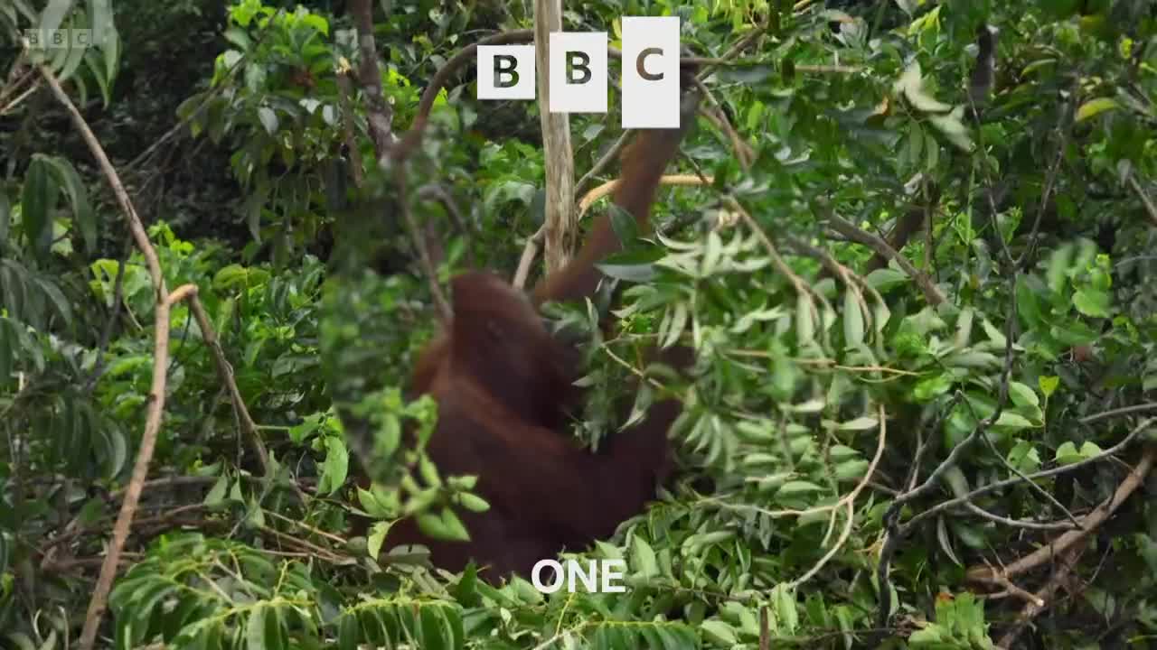 An orangutan, its reddish fur blending with the branches, is nestled amidst the green foliage. The BBC logo floats above the scene.
