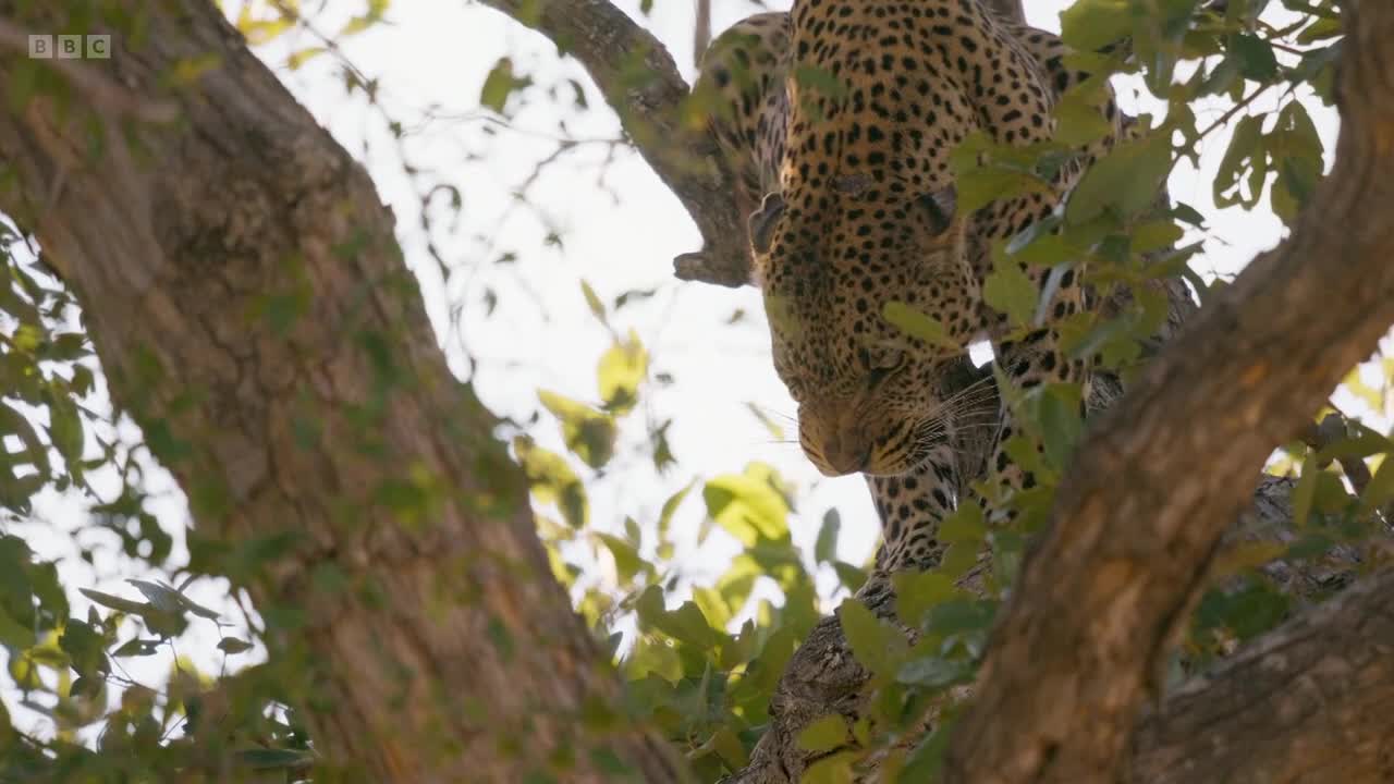 A leopard is perched on a tree branch, its spotted coat blending with the dappled sunlight. It peers down, its whiskers twitching as it surveys the surroundings.