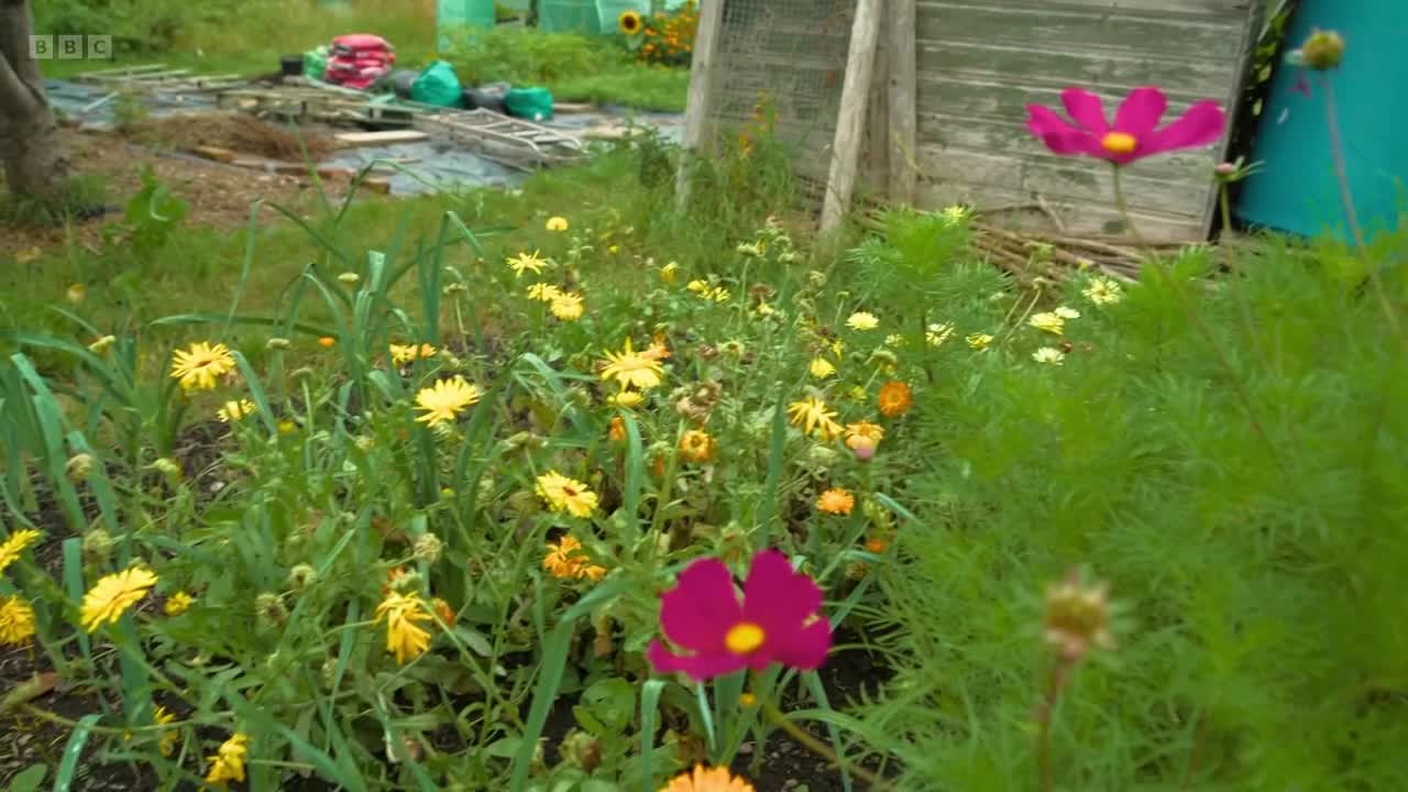 A bright pink cosmos flower stands tall in the foreground, its petals slightly blurred by the breeze. Behind it, a patch of yellow flowers and green foliage stretches towards a weathered wooden shed, a scene that could be from any allotment across the UK.