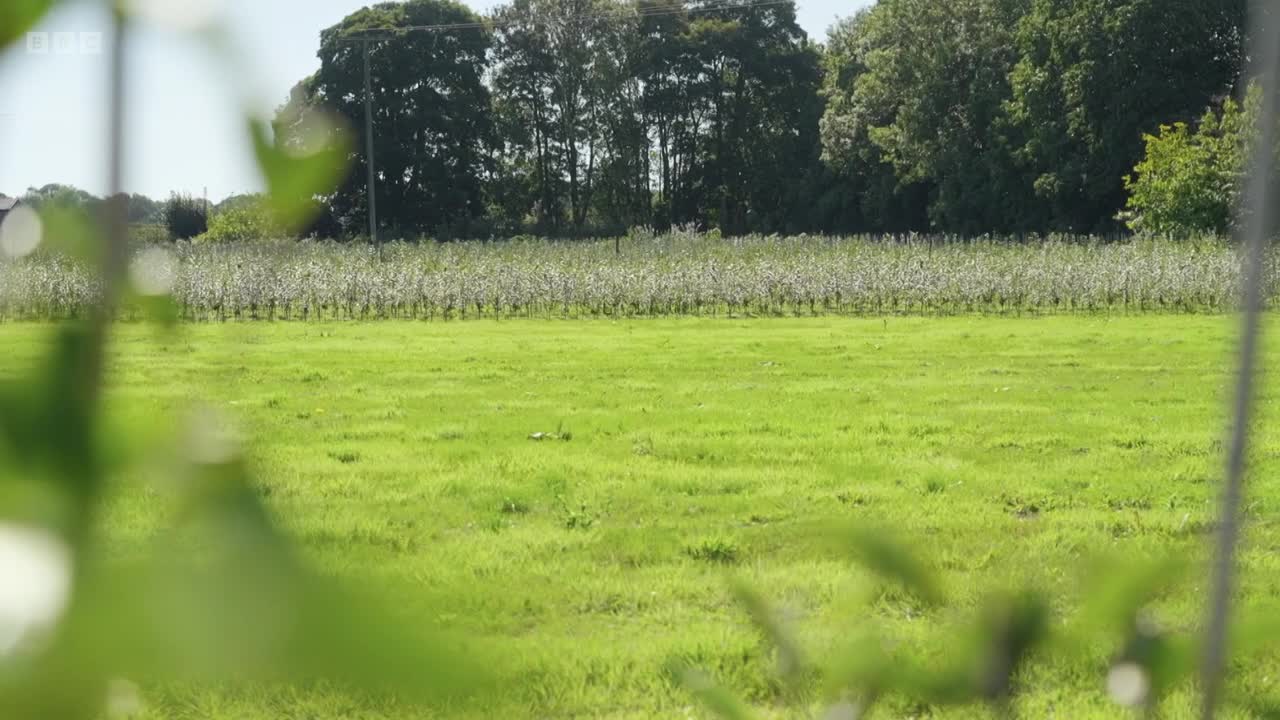 A row of young trees, their branches laden with white blossoms, stretches across the field. The bright green grass in front of them is dotted with small white flowers, and the BBC Two logo is visible in the top left corner.