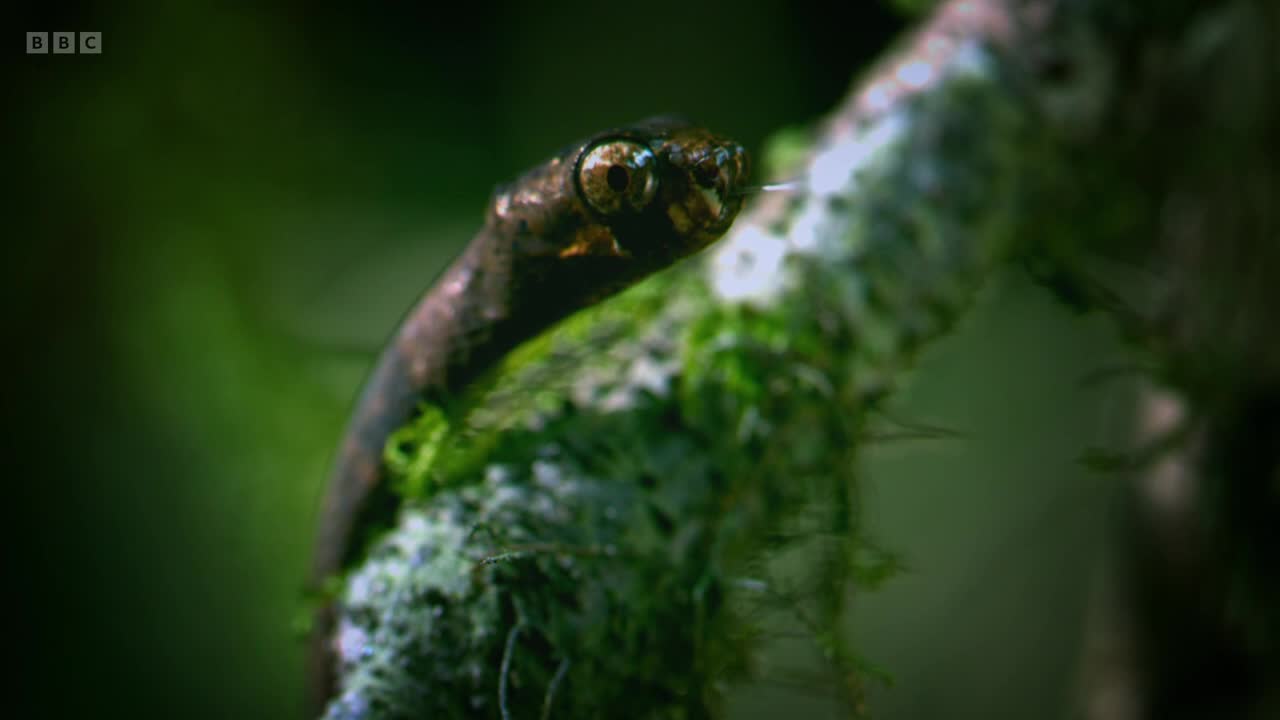 A small snake, its scales a dull brown, perches on a moss-covered branch. Its tongue flicks out, tasting the air as the BBC Two logo appears in the corner.