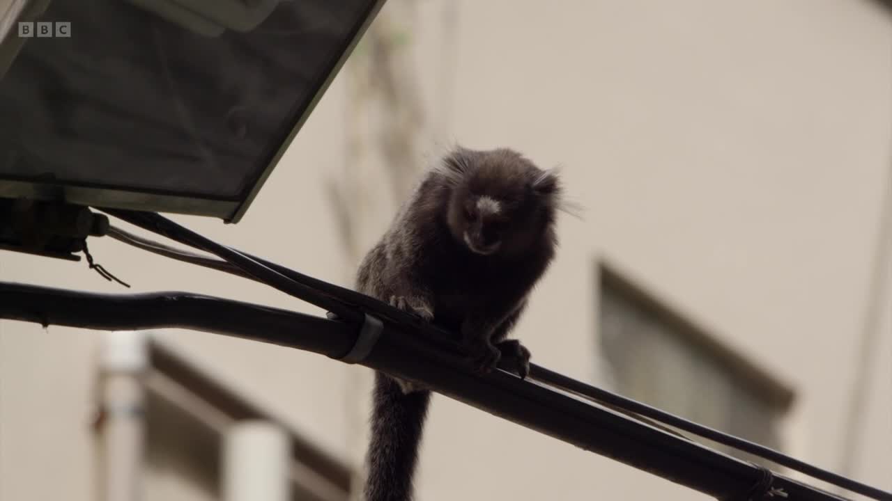 A small, dark monkey clings to a thick cable, its fur ruffled. It looks alert, perched precariously near a metal fixture, a scene you might catch on BBC Two.