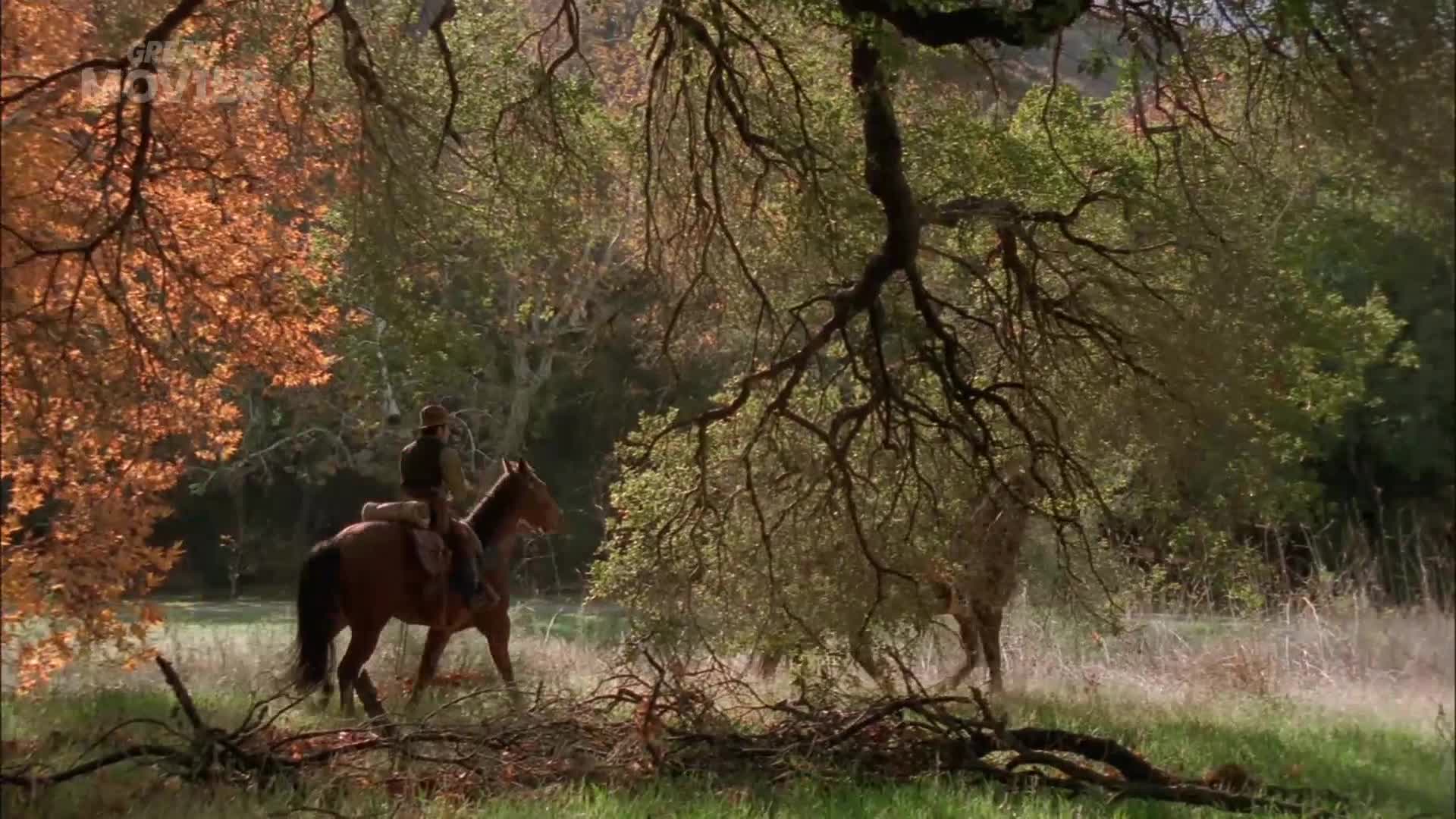 A lone rider on a brown horse moves through a sun-dappled woodland. The horse's gait is steady as it picks its way through the tall grass.