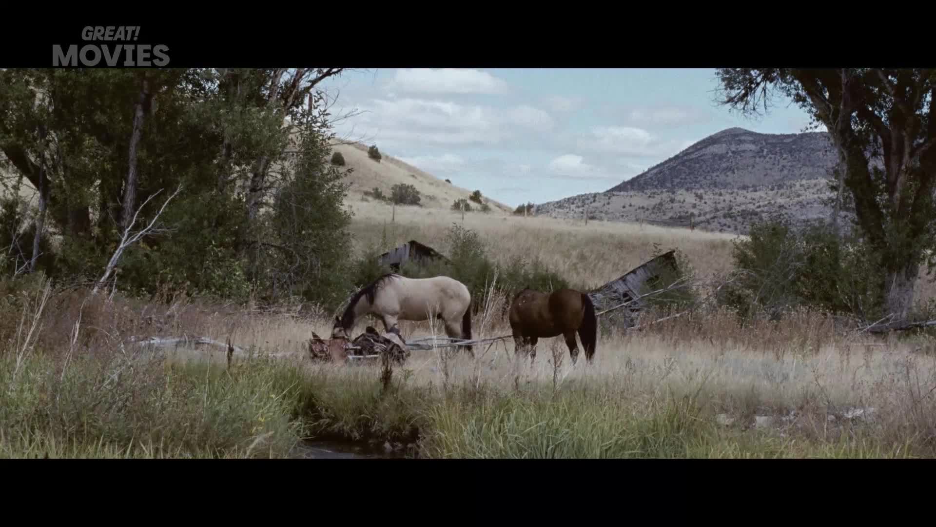 Two horses graze in a field of tall grass. A pale horse bends its head to the ground, while a darker horse stands a few feet away.