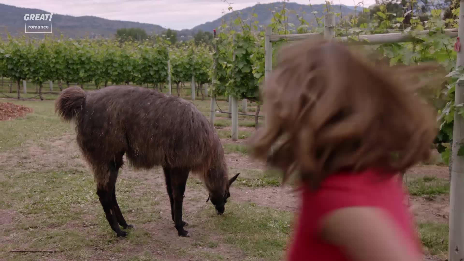A shaggy llama grazes peacefully in a vineyard. A woman with wind-blown hair, wearing a red top, moves quickly past the camera.
