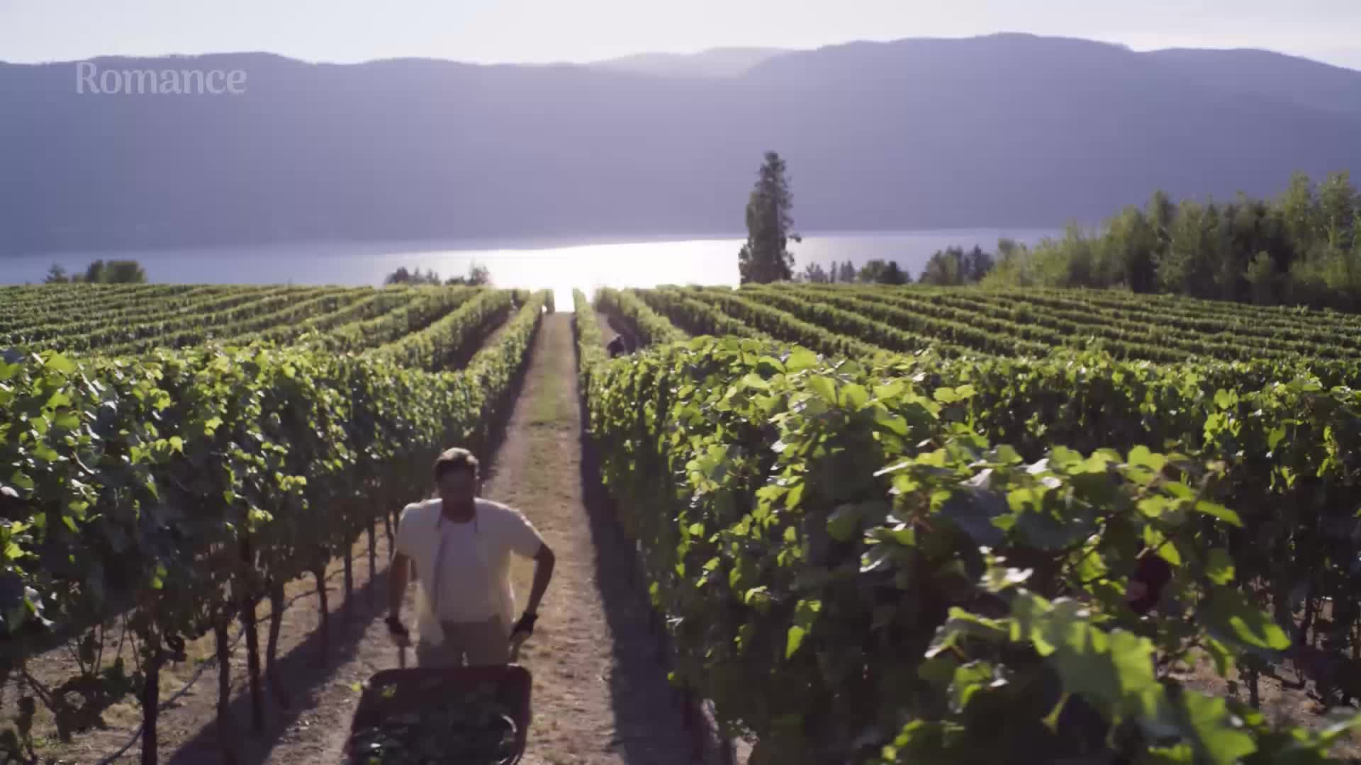 A man pushes a wheelbarrow down a row of grapevines, the sun glinting off the water in the distance. The verdant rows stretch towards the lake, promising a fruitful harvest.

