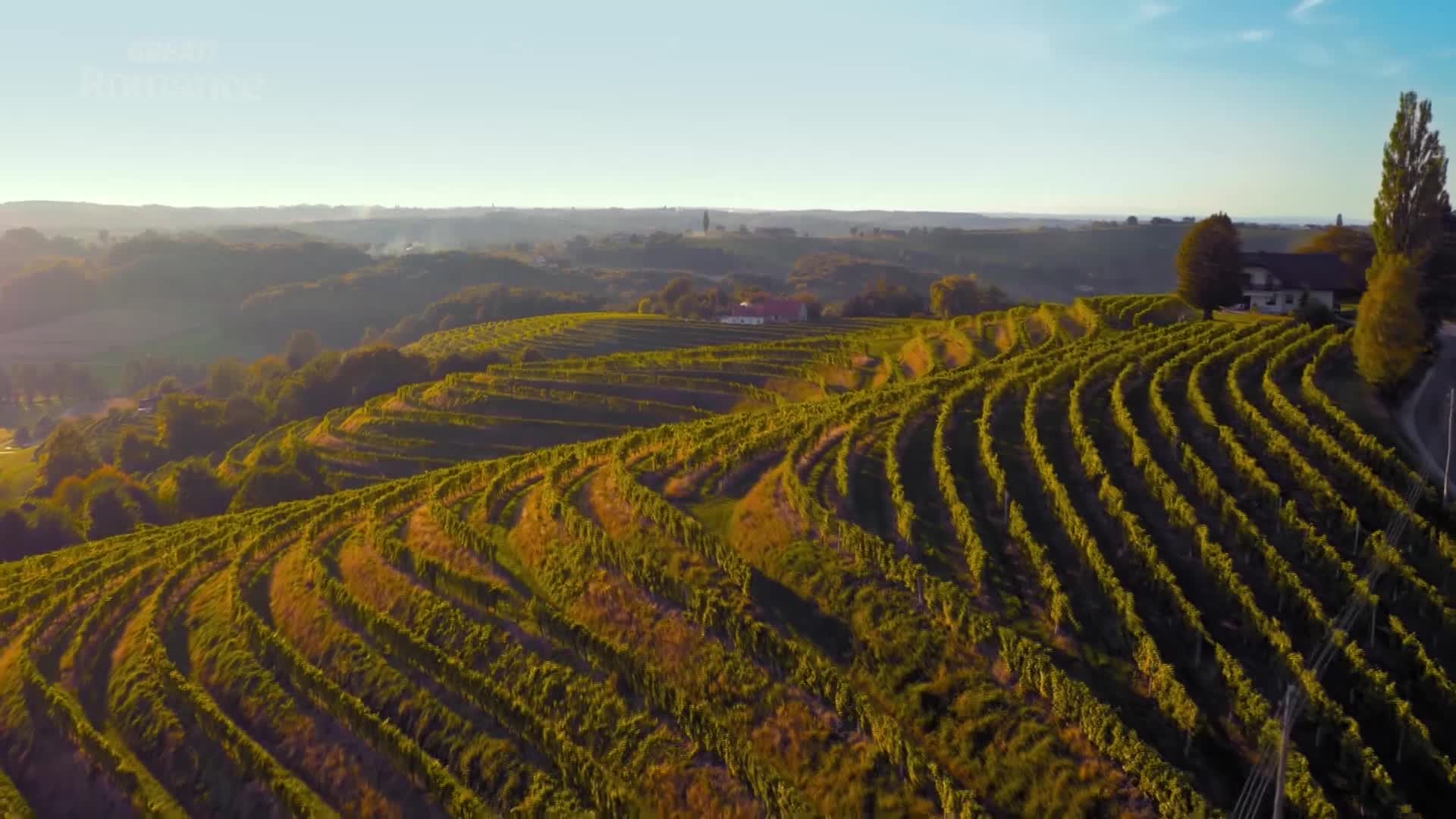 The sun casts long shadows across the rolling hills, illuminating neat rows of grapevines. A charming farmhouse sits nestled amongst the trees, a picture of rural tranquility.