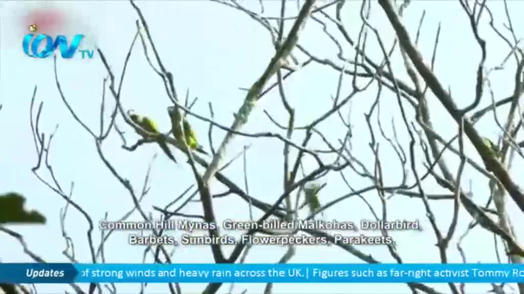 Two bright green parakeets perch on bare branches against a pale sky, as if they're part of a nature segment on Ion TV. Below, the news update mentions strong winds and heavy rain across the UK.
