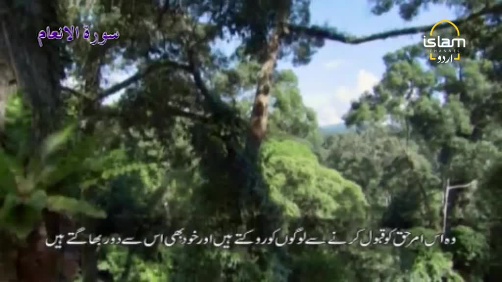 Sunlight filters through the dense canopy of trees, the scene framed by the Islam Channel Urdu logo. Beneath the branches, Urdu script scrolls across the screen.
