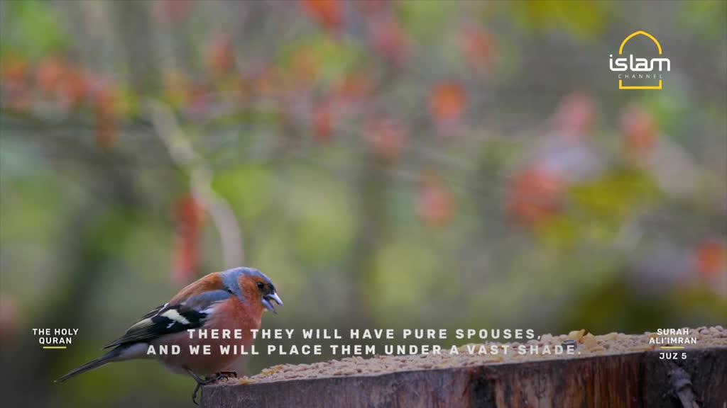 A small bird with red and blue feathers perches on a wooden surface, pecking at seeds. The Islam Channel logo is visible in the top right, and text from the Quran is displayed below the bird.
