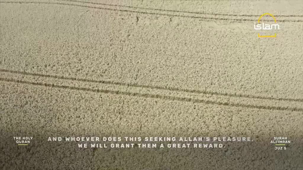 A tractor has just passed through this field in the UK, leaving behind two parallel tracks in the dry, beige crop. The Islam Channel logo is visible in the top right corner. A tractor has just passed through this field in the UK, leaving behind two parallel tracks in the dry, beige crop. The Islam Channel logo is visible in the top right corner.