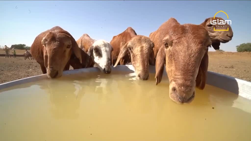 A line of sheep, mostly brown with one white-faced animal, lower their heads to drink from a trough of murky water. In the distance, a few figures walk across the dry, dusty ground. A line of sheep, mostly brown with one white-faced animal, lower their heads to drink from a trough of murky water. In the distance, a few figures walk across the dry, dusty ground.