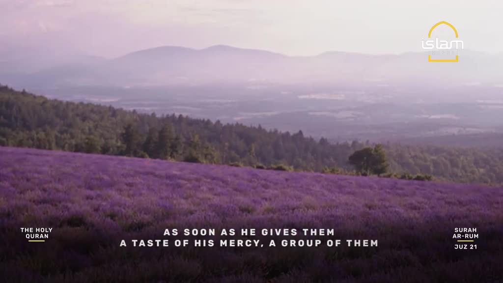 A vast field of purple lavender stretches out before me, leading to rolling hills covered in dark green trees. The sky above is a soft, hazy pink and purple, hinting at a gentle dawn or dusk. A vast field of purple lavender stretches out before me, leading to rolling hills covered in dark green trees. The sky above is a soft, hazy pink and purple, hinting at a gentle dawn or dusk.