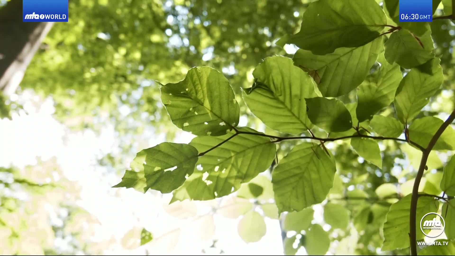 Sunlight streams through the green leaves, some with small holes, as the camera looks up at the canopy. The MTA1 World logo sits in the top left corner.
