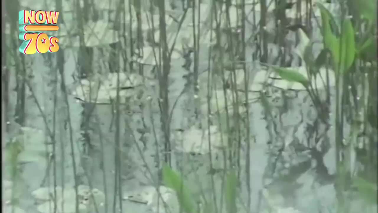 The water's surface reflects the tall, thin reeds, their dark lines rippling.  A few green leaves peek out from the edges, adding a touch of life to the muted scene.
