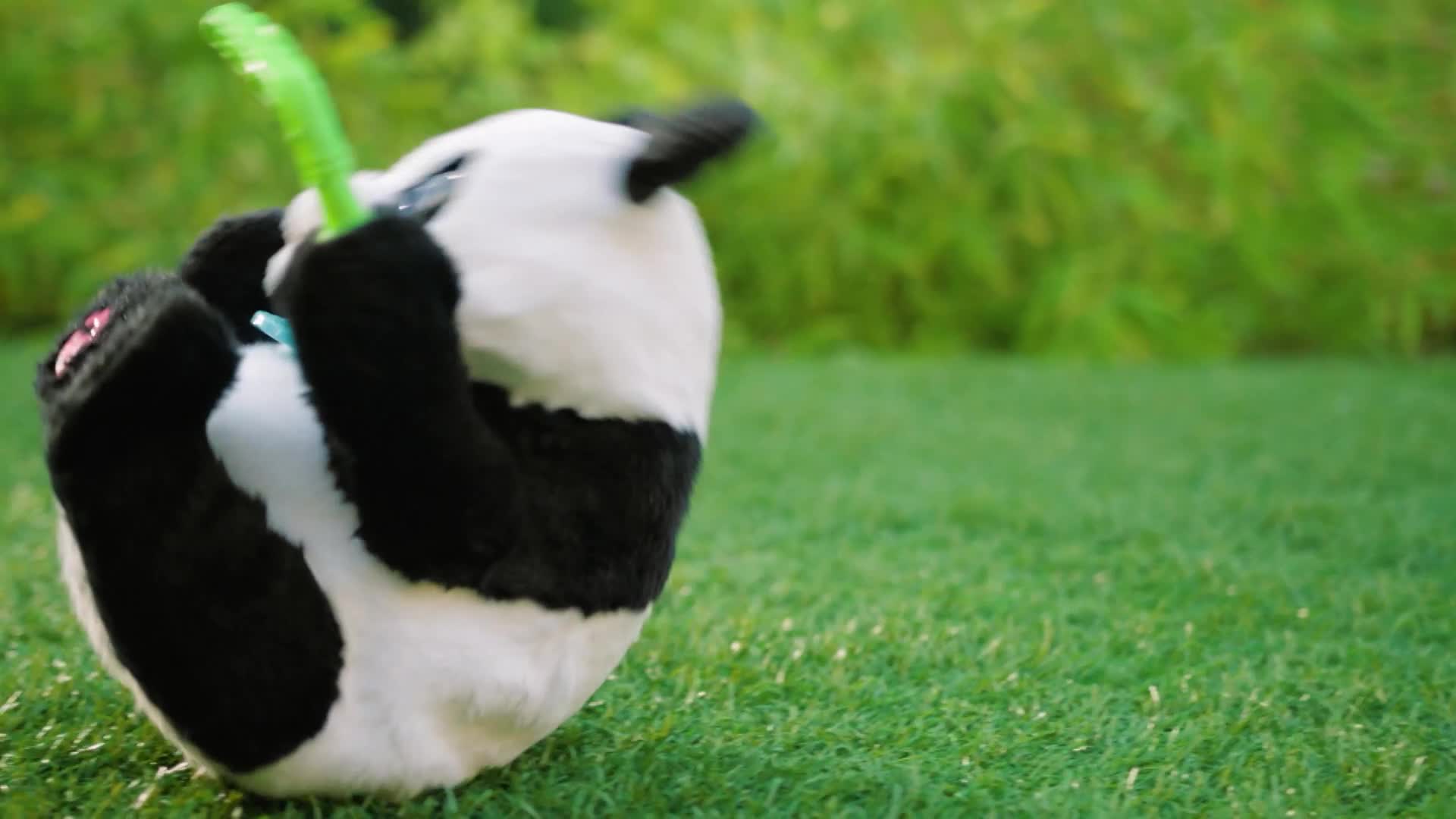 A stuffed panda is tumbling on the grass, its paws flailing as it clutches a green toy. The black and white fur is a stark contrast against the green lawn.
