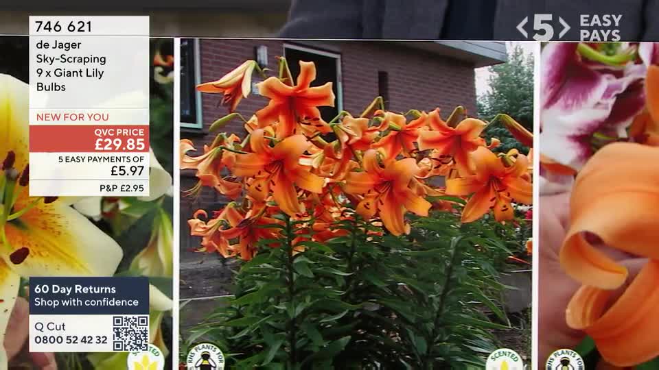 A cluster of vibrant orange lilies stands tall, their petals unfurling towards the sky. Beside them, a screen displays product information, including the QVC price and an offer for easy payments.