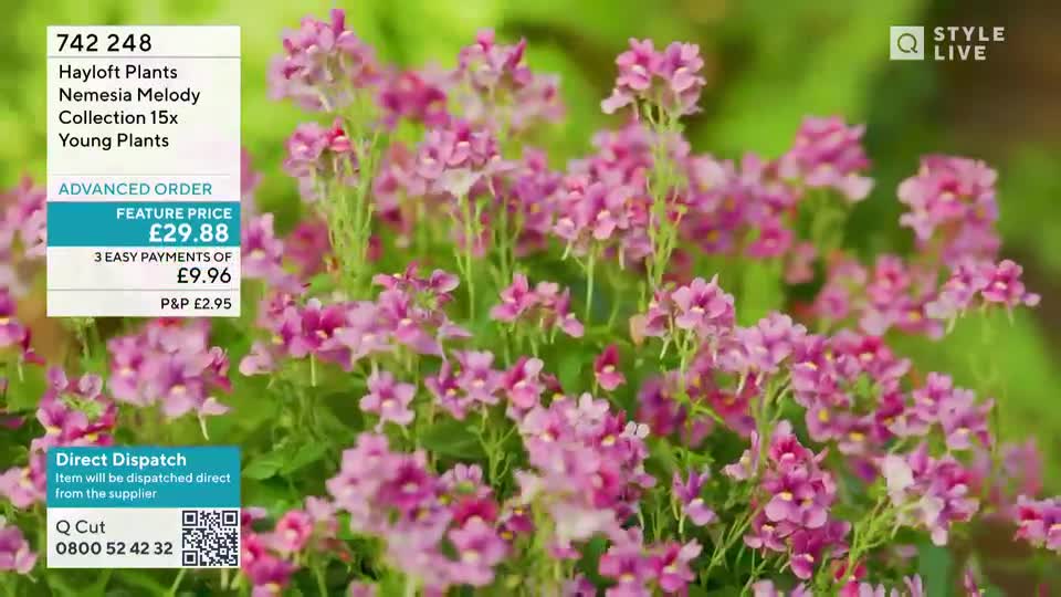 A screen displays a vibrant bed of pink Nemesia Melody flowers, with a QVC Extra overlay detailing an advanced order for 15 young plants. The text highlights a feature price of £29.88 and offers three easy payments of £9.96.