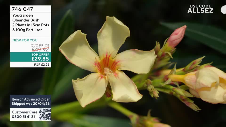 A pale yellow oleander bloom with delicate pink edges is the focus, its petals unfurling. Beside it, tightly furled pink buds promise more colour to come.