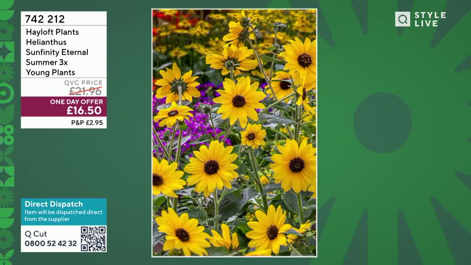 A cluster of bright yellow sunflowers, their dark centers prominent, stand tall against a backdrop of purple flowers. The QVC logo and product details are displayed to the left.