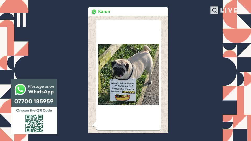 A pug stands with its tongue out, a sign around its neck reading "Why did I sit in the sun with my tongue out? Because I'm trying to become a HOT DOG." This is a funny moment shared from the UK, much like something you'd see on QVC.