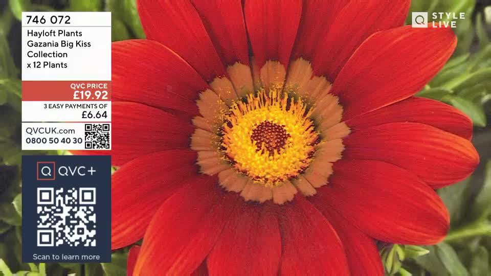 A vibrant red gazania flower fills the frame, its yellow centre speckled with dark pollen. Text overlays the bloom, detailing a QVC offer for Hayloft Plants.