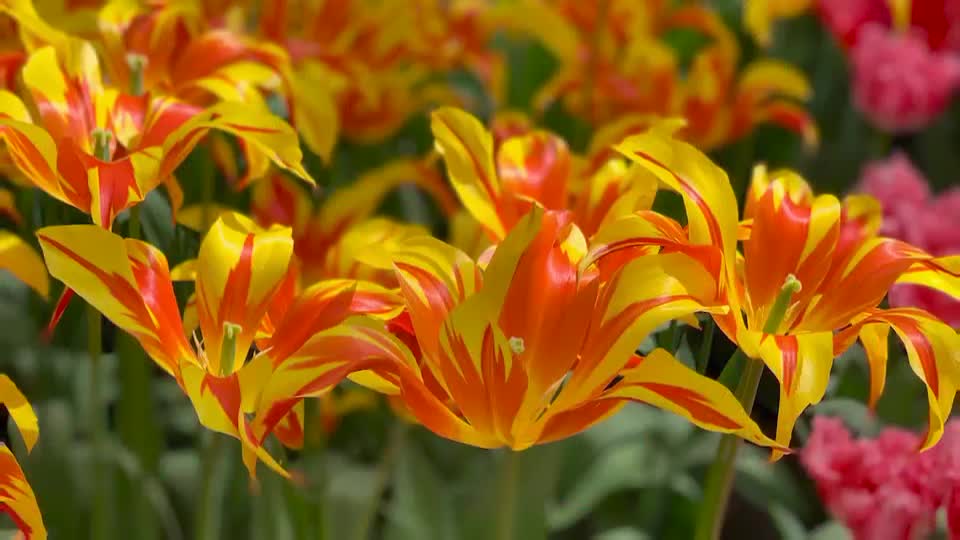 Striking orange and yellow tulips burst open, their petals streaked with fiery patterns. A sea of these blooms fills the frame, with a few pink ones peeking out in the background.
