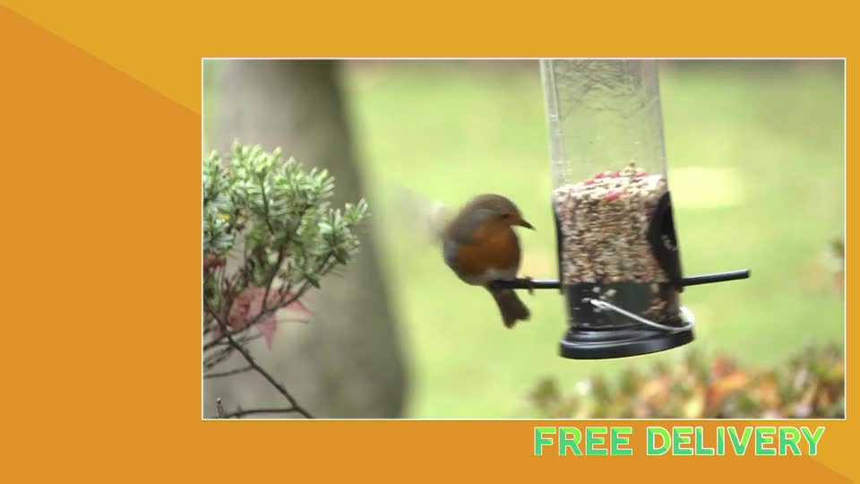 A robin perches on a bird feeder, its chest a bright splash of orange against the muted greens of the garden. The feeder, filled with seeds, hangs from a branch, a common sight in many UK gardens. A robin perches on a bird feeder, its chest a bright splash of orange against the muted greens of the garden. The feeder, filled with seeds, hangs from a branch, a common sight in many UK gardens.