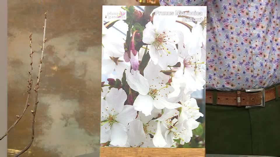 A bare twig with tiny buds stands to the left. To its right, a card displays delicate white cherry blossoms, labeled "Prunus Nipponica Brilliant." A bare twig with tiny buds stands to the left. To its right, a card displays delicate white cherry blossoms, labeled "Prunus Nipponica Brilliant."