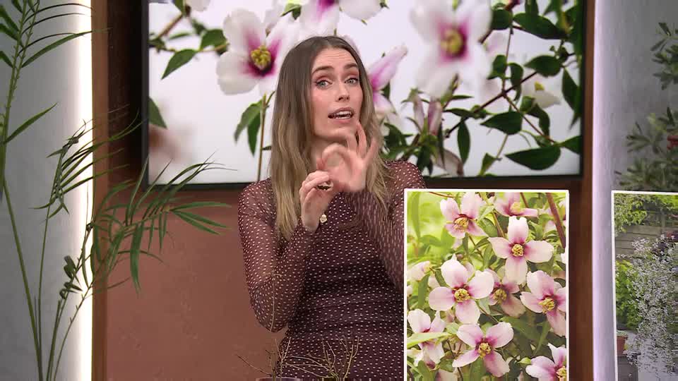 She's demonstrating something with her hands, talking about flowers. The QVC backdrop behind her features images of delicate pink and white blooms.