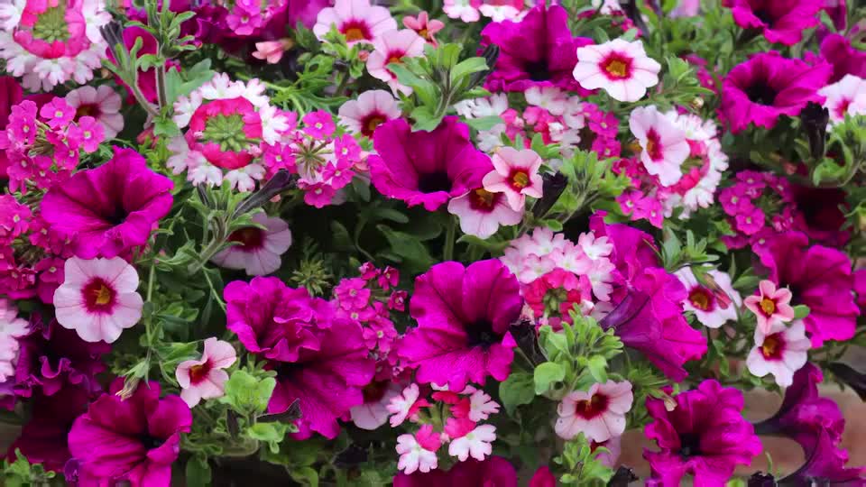 A cascade of vibrant pink and purple petunias spills over, their velvety petals catching the light. Tiny clusters of bright pink verbena add a delicate texture to the lush display. A cascade of vibrant pink and purple petunias spills over, their velvety petals catching the light. Tiny clusters of bright pink verbena add a delicate texture to the lush display.