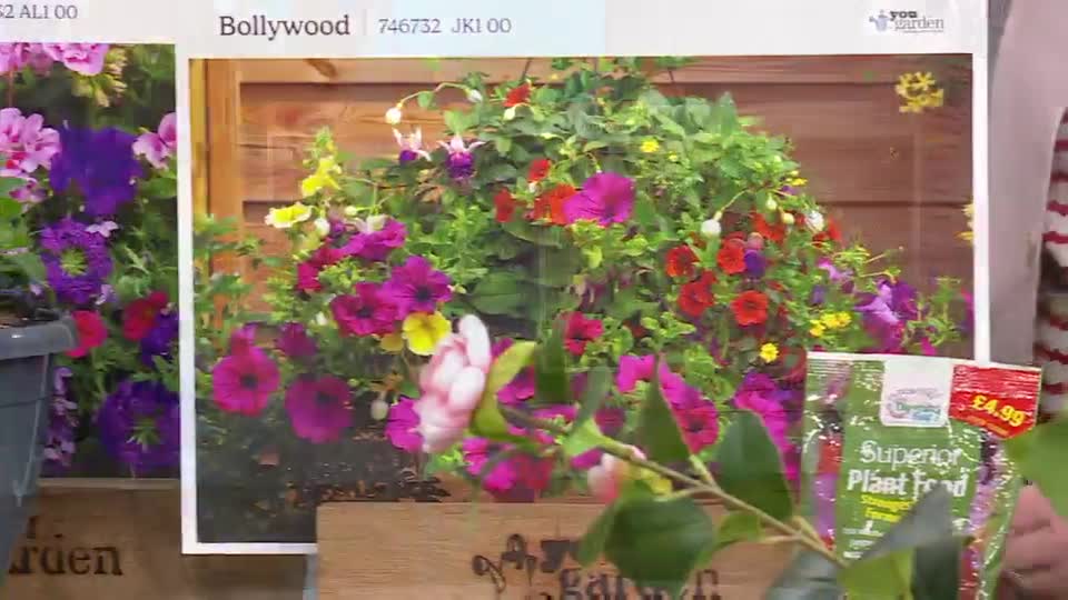 A vibrant display of petunias and other flowers spills from a hanging basket, a perfect example of what's on offer from QVC's garden segment. A packet of plant food sits nearby, its £4.99 price tag clearly visible.