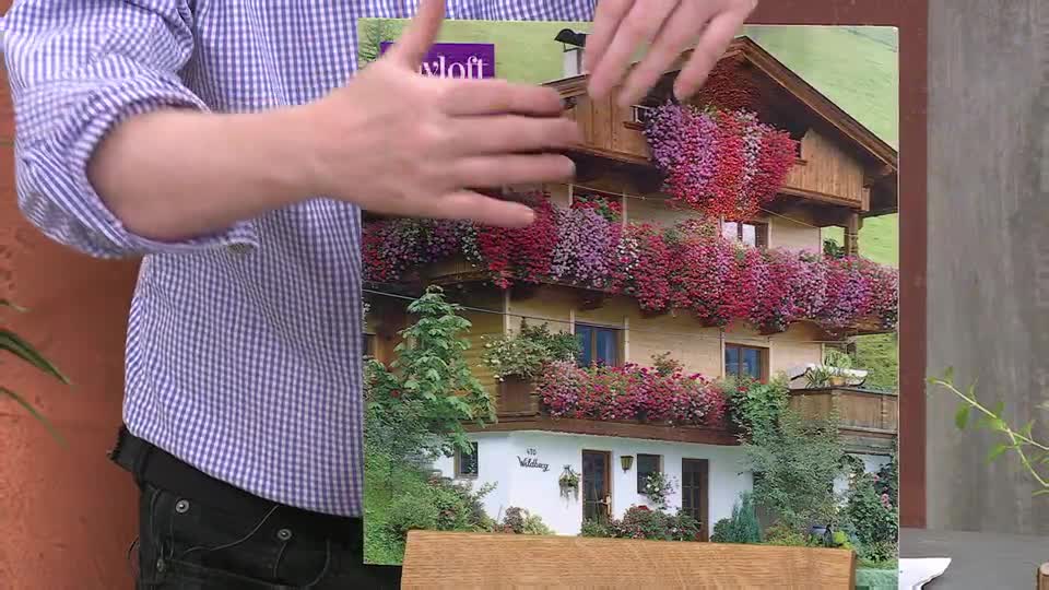A person in a checked shirt holds up a picture of a chalet overflowing with vibrant pink and red flowers. The blooms cascade from every balcony and window box, creating a stunning display.