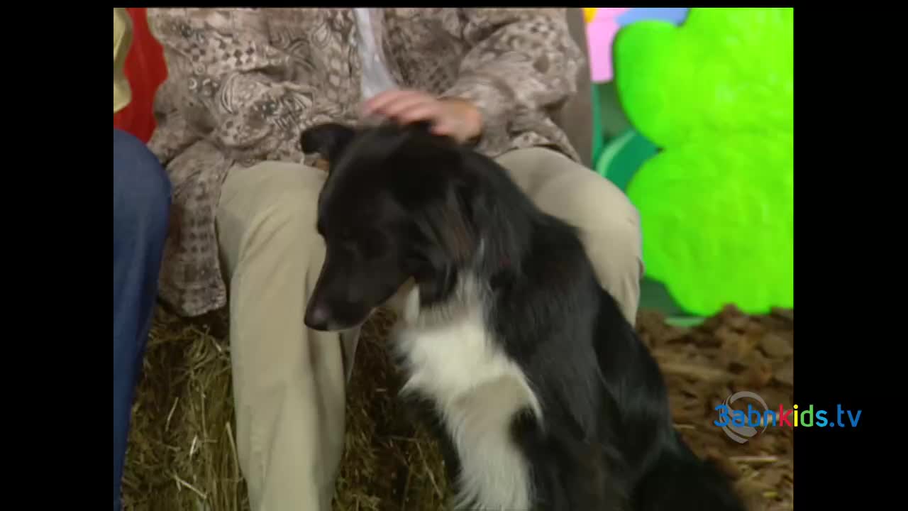 A black and white dog sits calmly on someone's lap. The person's hand gently strokes the dog's head.
